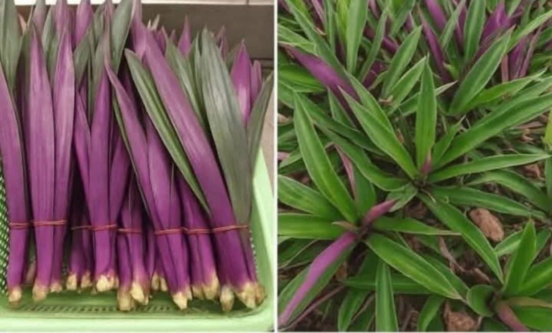 Fey bouldimas / oyster plant