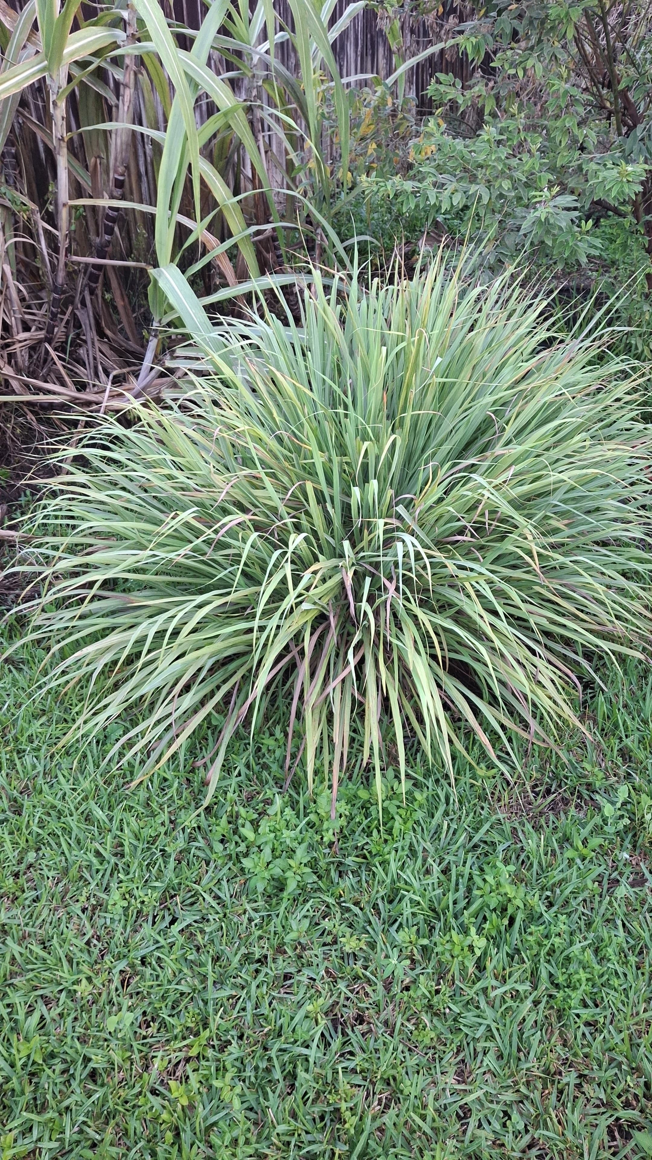 Fey Citronelle