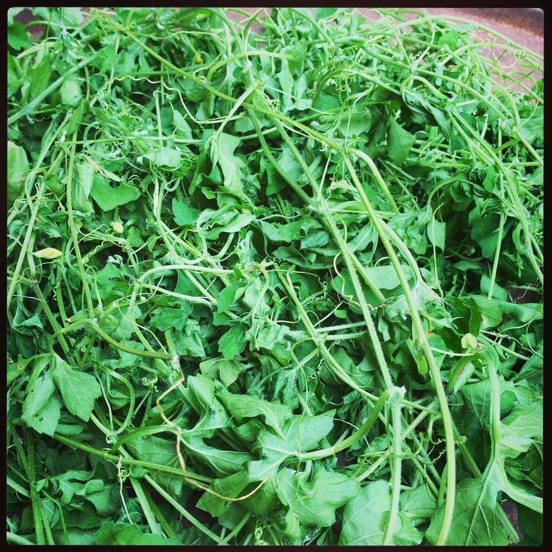 Fey Asossi/ bitter melon