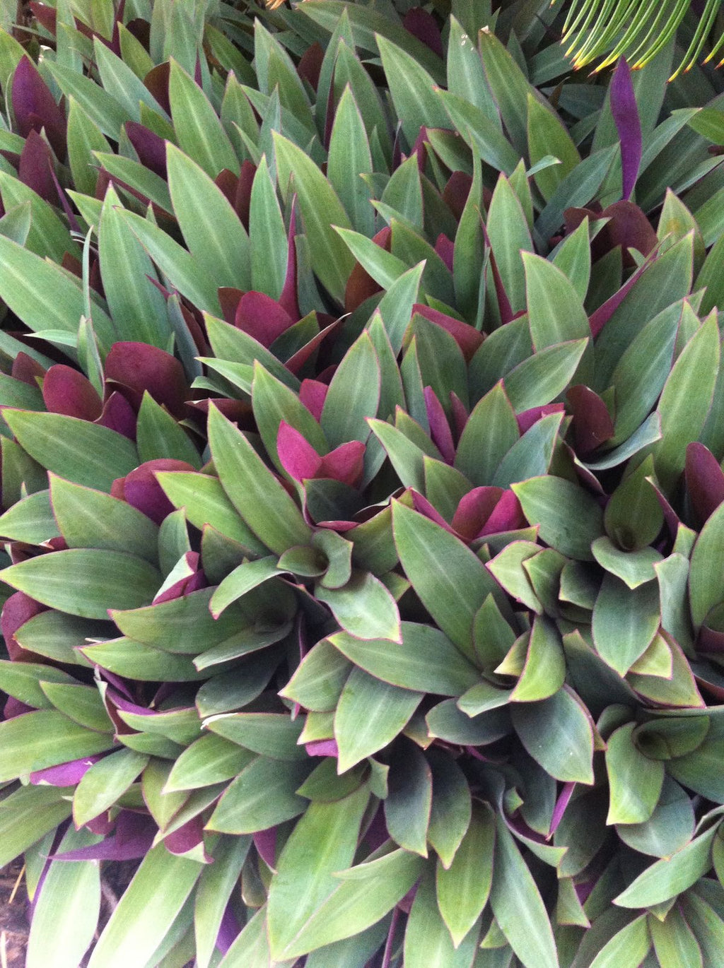 Fey bouldimas / oyster plant