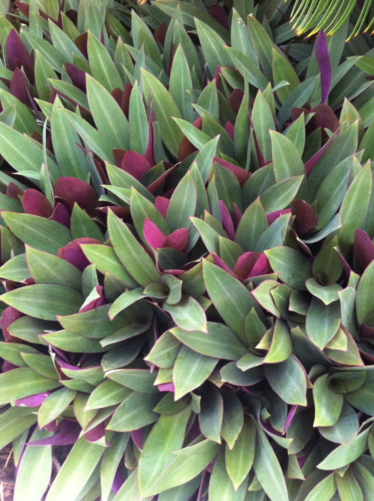 Fey bouldimas / oyster plant